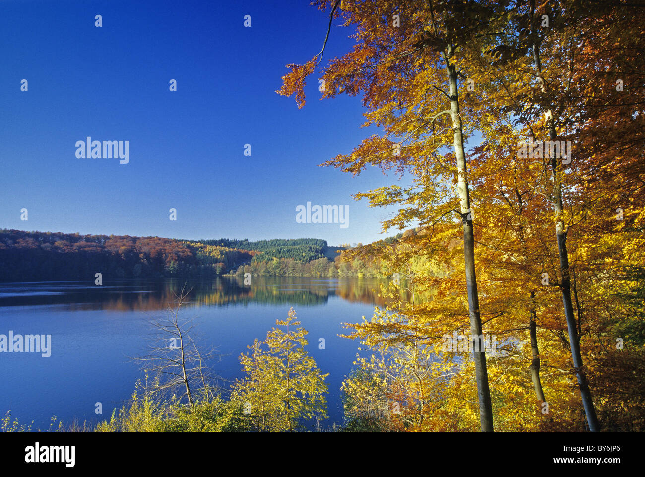 Bois de hêtre à vue à travers Pulvermaar près de Gillenfeld, Eifel, Rheinland-pfalz, Allemagne Banque D'Images