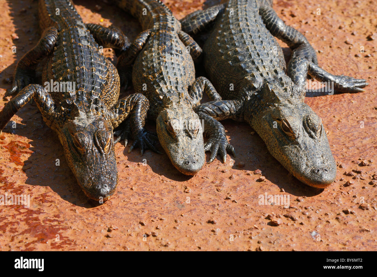 Trois jeunes alligators dormir sur la roche. Le parc national des Everglades, Miami - Florida Banque D'Images