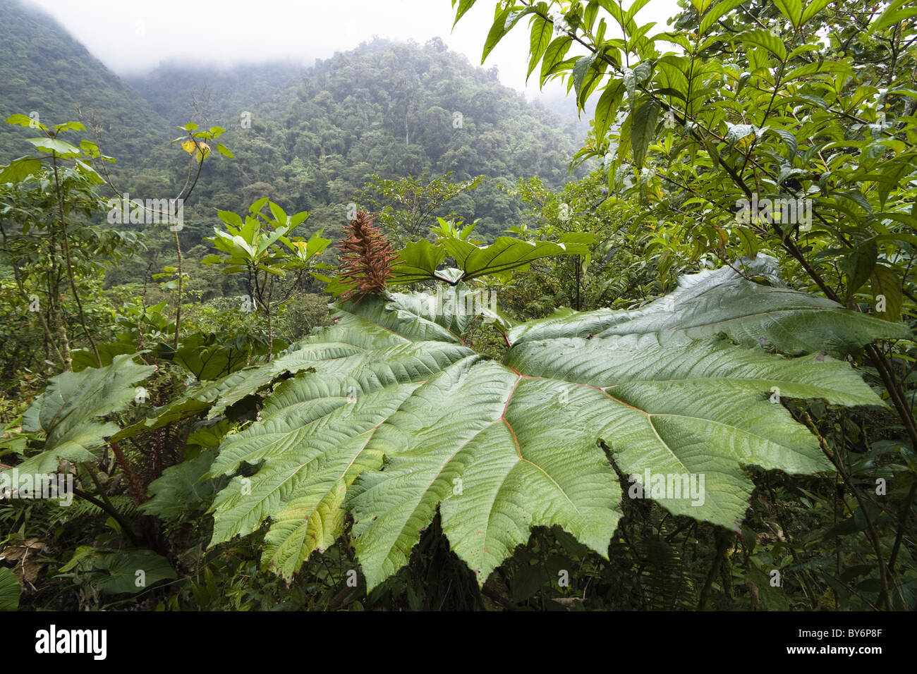 Gunnera dans la région montagneuse de la forêt tropicale du Parc National Tapanti, Gunnera insignis, Costa Rica Banque D'Images
