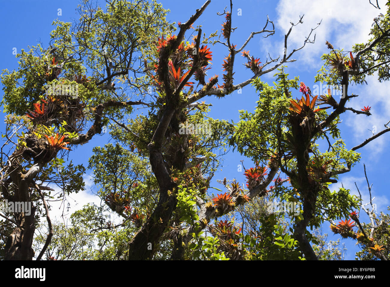 Bromeliads, dans la forêt tropicale à Poas Volcano, Costa Rica Banque D'Images