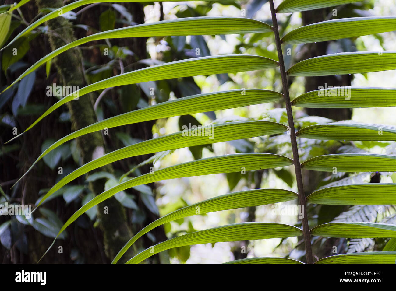 Feuille d'un palmier dans la forêt tropicale du Parc National Braulio Carrillo, Costa Rica, Amérique Centrale Banque D'Images