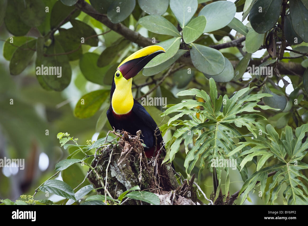 Toucan de Swainson, Chestnut-mandibled Toucan, Ramphastos ambiguus swainsonii, assis dans un arbre dans la forêt tropicale, le Costa Rica Banque D'Images Toucan de Swainson, Chestnut-mandibled Toucan, Ramphastos ambiguus swainsonii, assis dans un arbre dans la forêt tropicale, le Costa Rica Banque D'Images