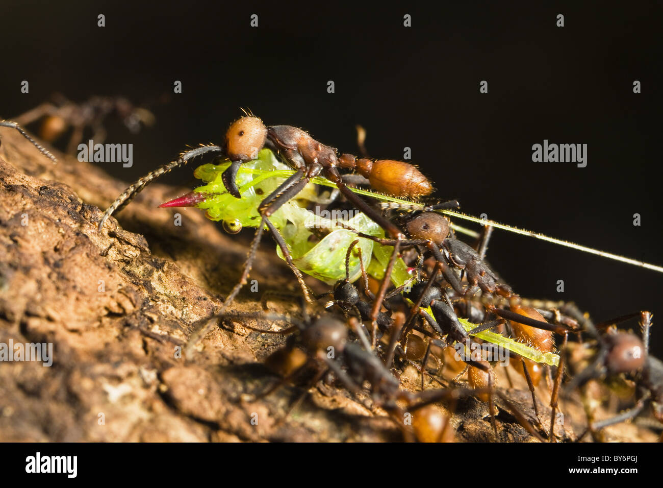Les fourmis de l'armée, submajor et travailleur, Eciton burchellii, forêt tropicale de La Selva, Costa Rica Banque D'Images