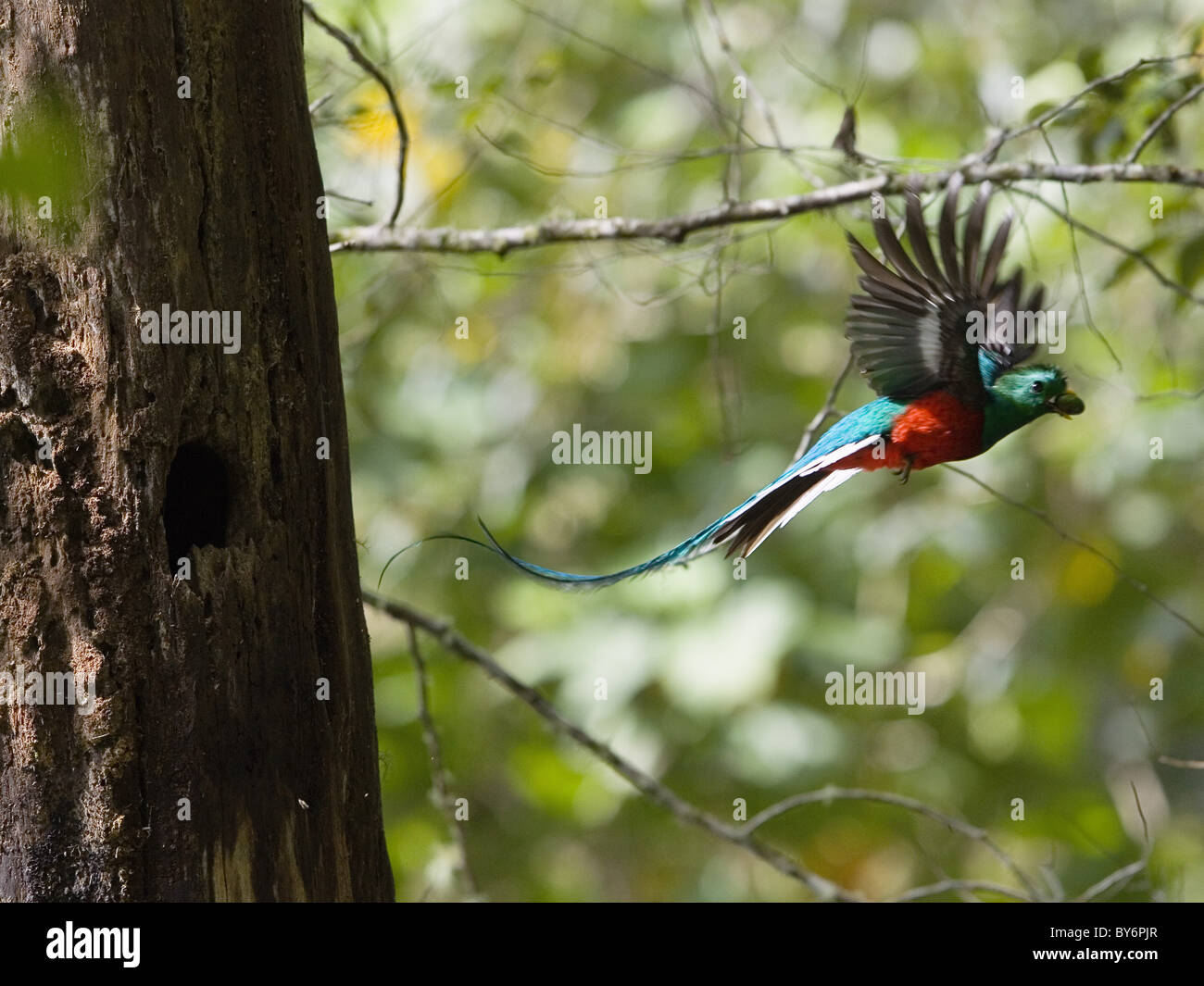 Quetzal resplendissant mâle en vol, Pharomachrus mocinno costaricensis, Costa Rica Banque D'Images