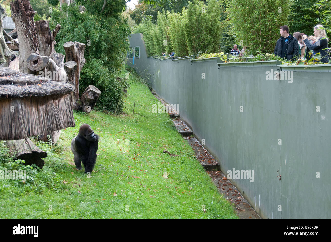 Jersey zoo Banque de photographies et d'images à haute résolution - Alamy