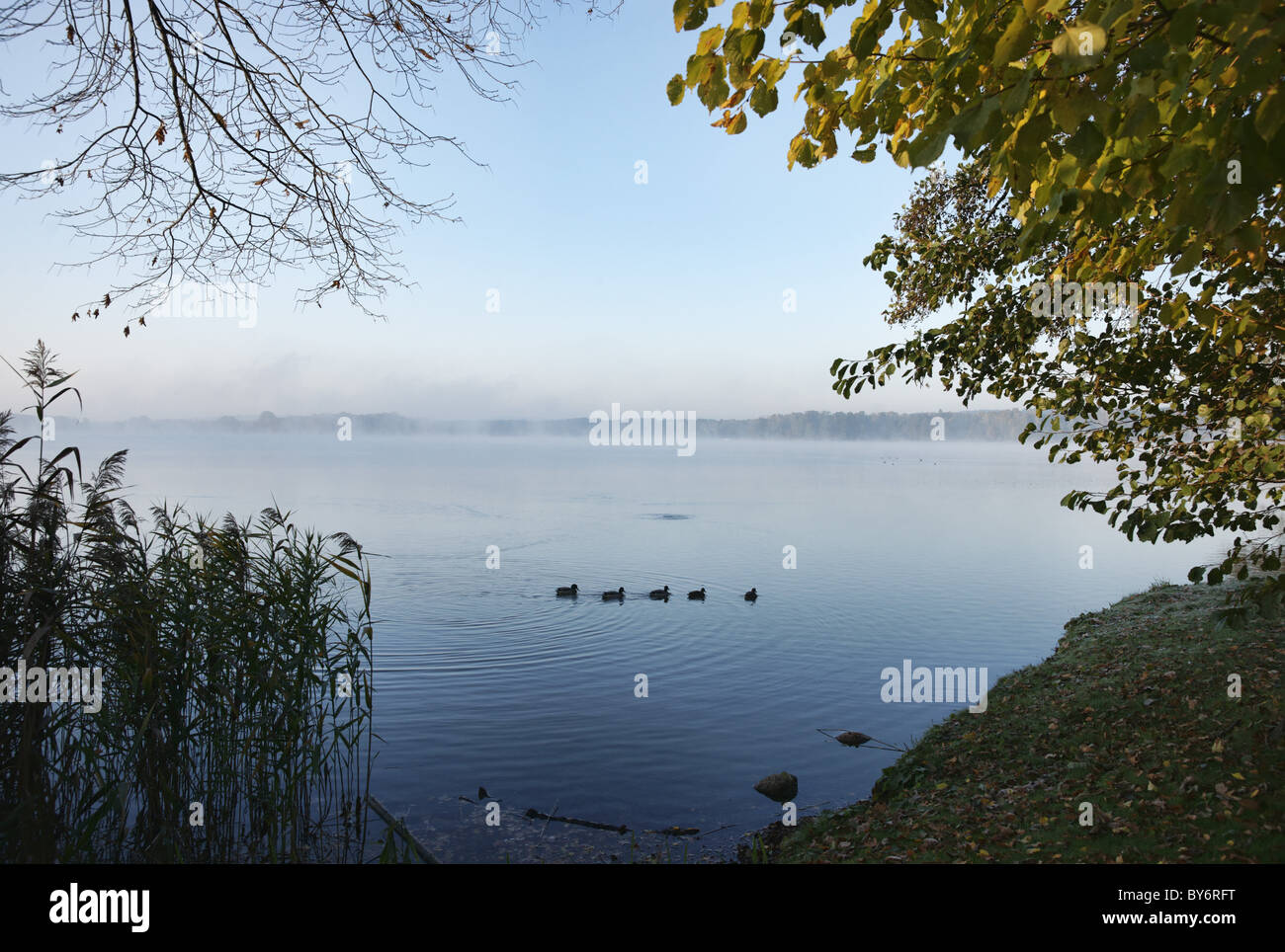Lac Scharmuetzelsee, Bad Saarow, Land de Brandebourg, Allemagne Banque D'Images