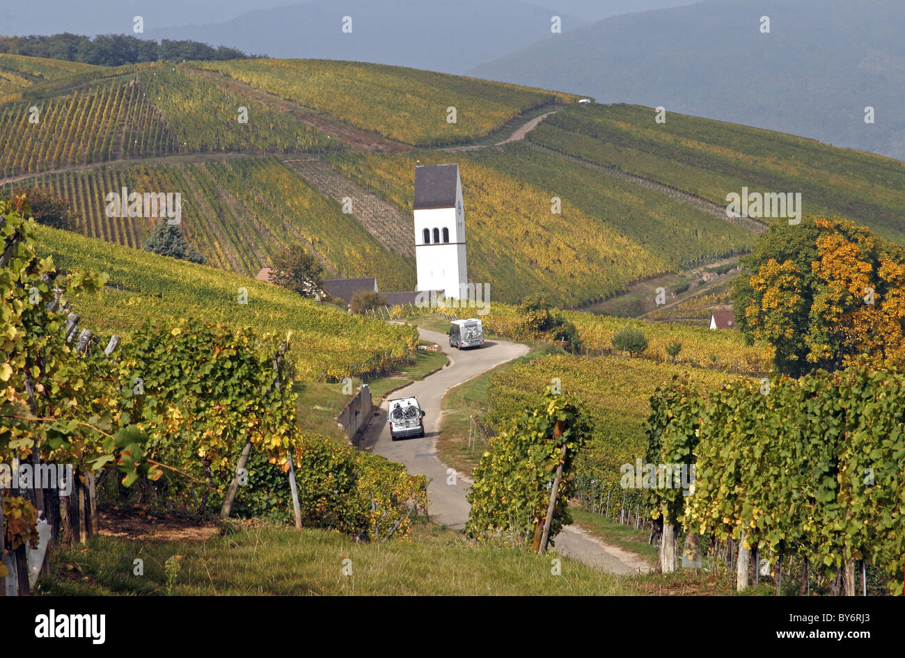 Alsace wine route ville Zimmerbach France vineyard produisent des raisins Banque D'Images