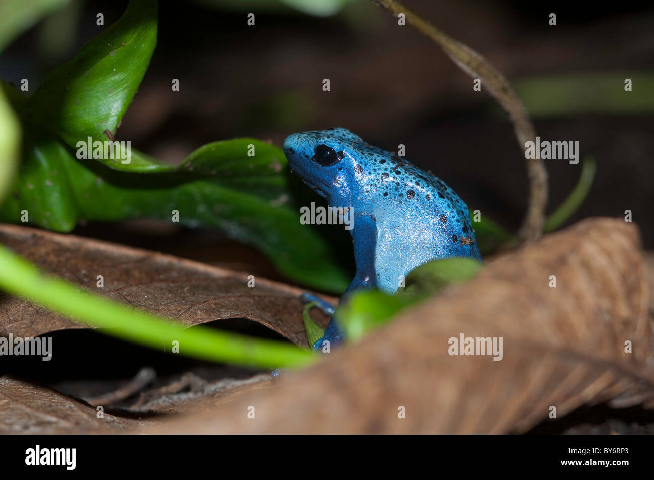 Blue poison dart frog chez les feuilles mortes Banque D'Images