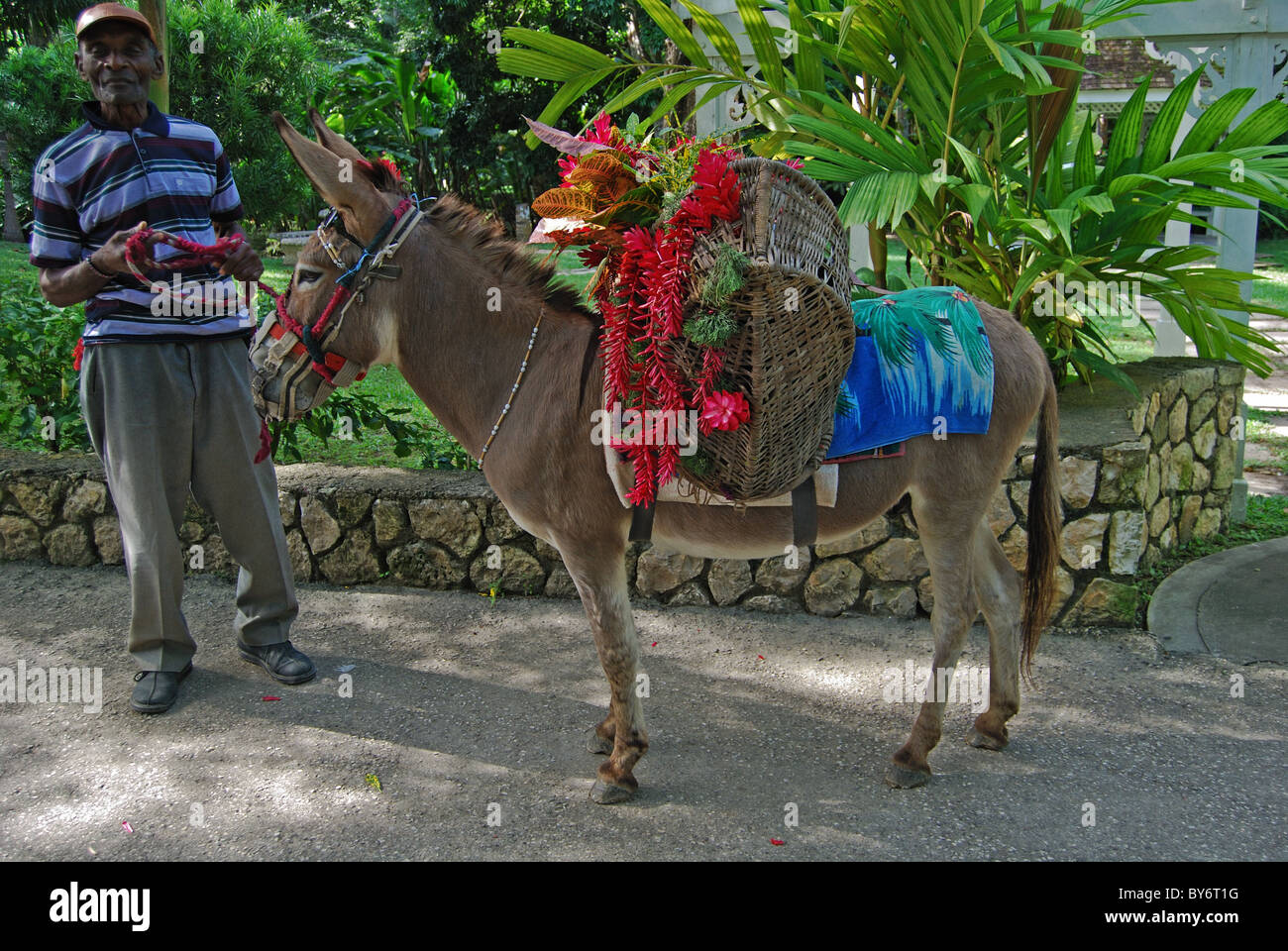 L'homme de la Jamaïque avec son âne, Ocho Rios, comté de Middlesex, en Jamaïque, Caraïbes. Banque D'Images