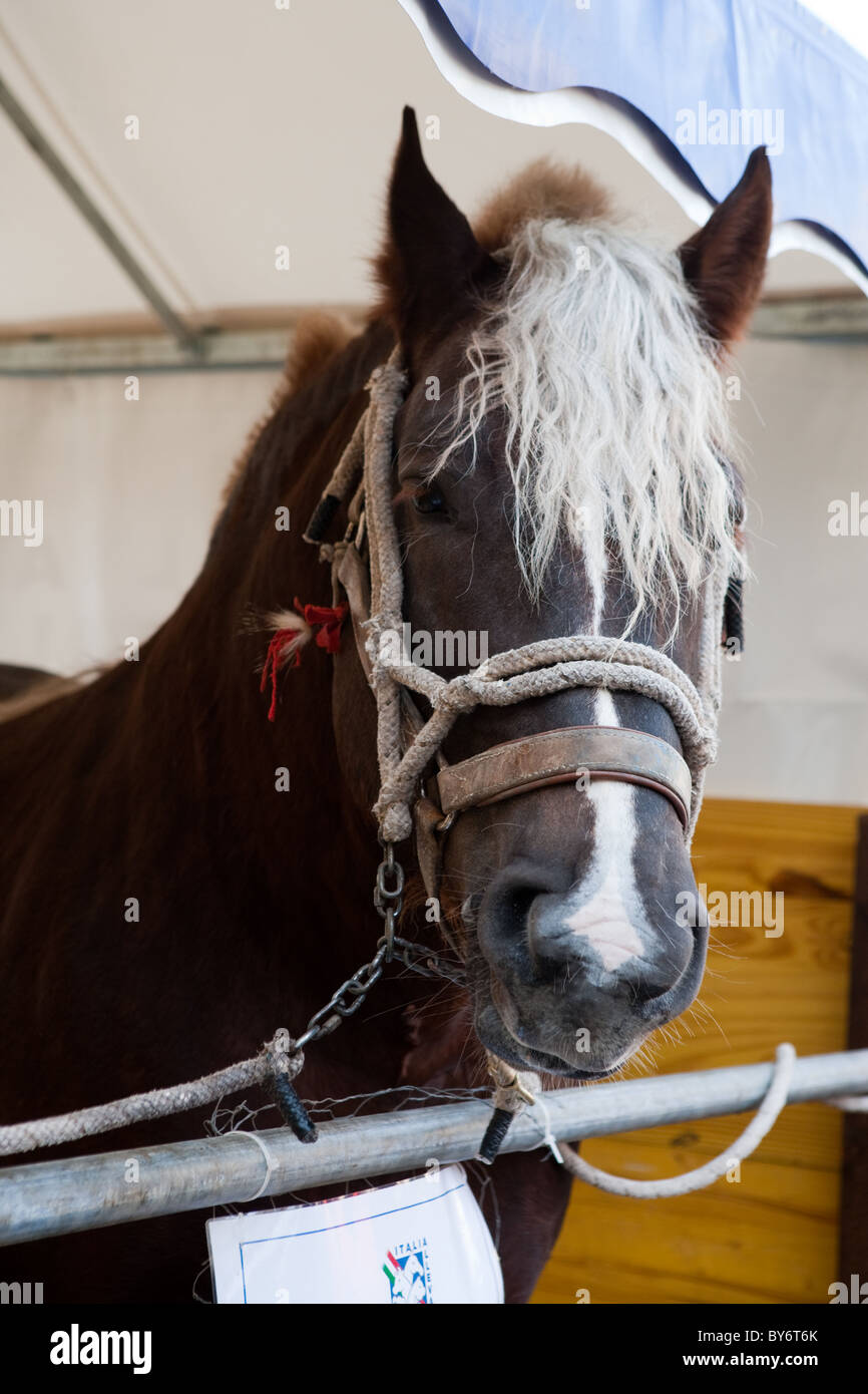 Portrait cheval cheval italie Europe Banque D'Images