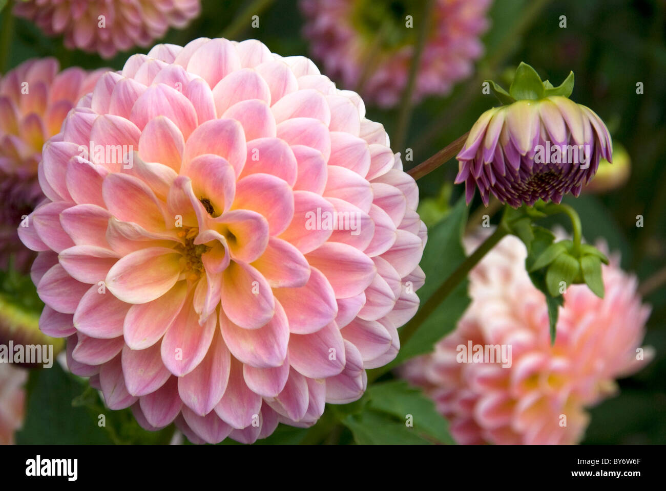 Belle Dahlia Flowers in Garden Banque D'Images