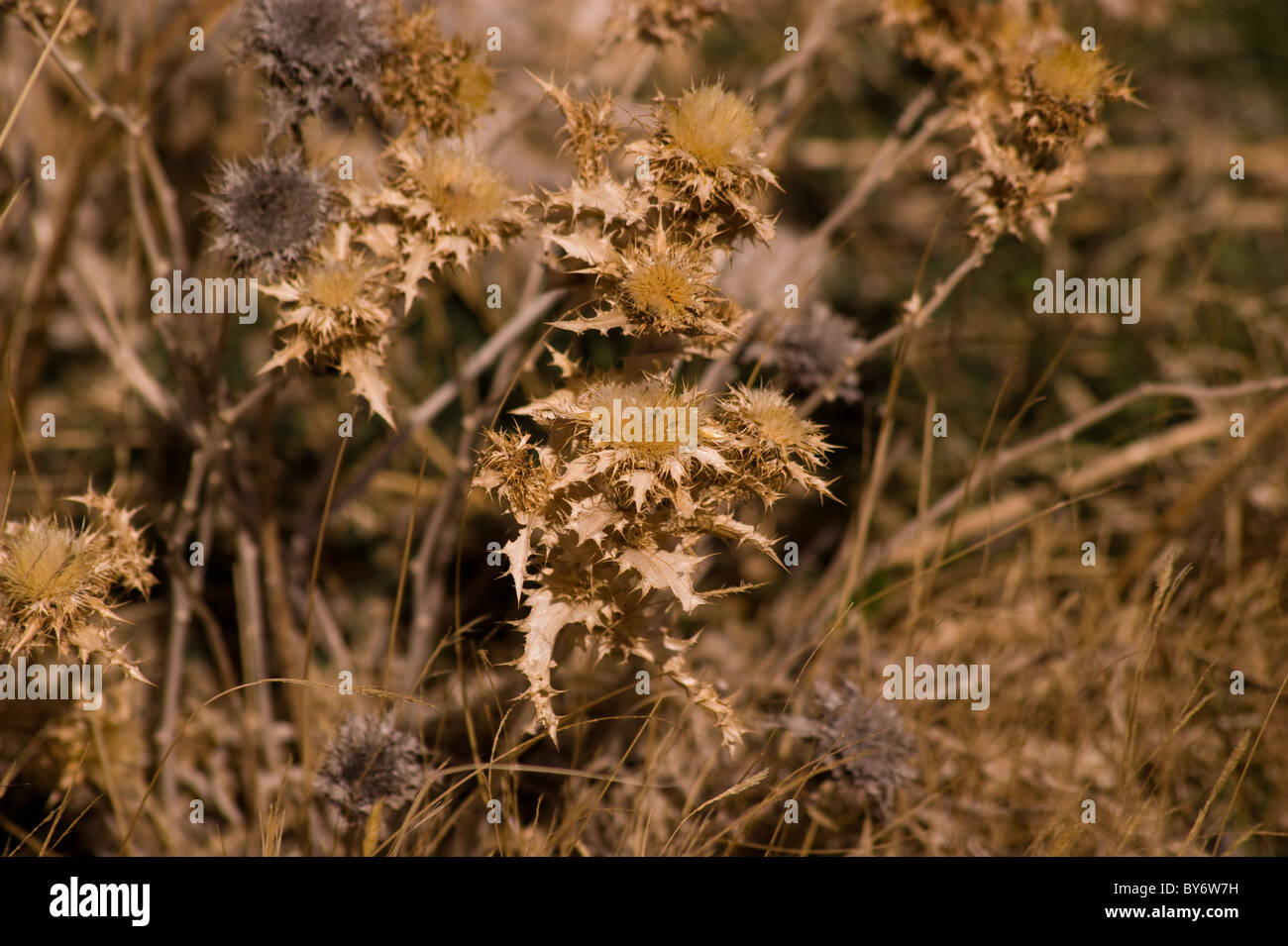 Fleurs de chardon SÉCHÉ EN ESPAGNE Banque D'Images
