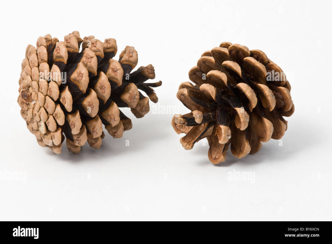 Cône de pin sur un fond blanc. Les cônes sont d'un arbre de pin sylvestre. Banque D'Images