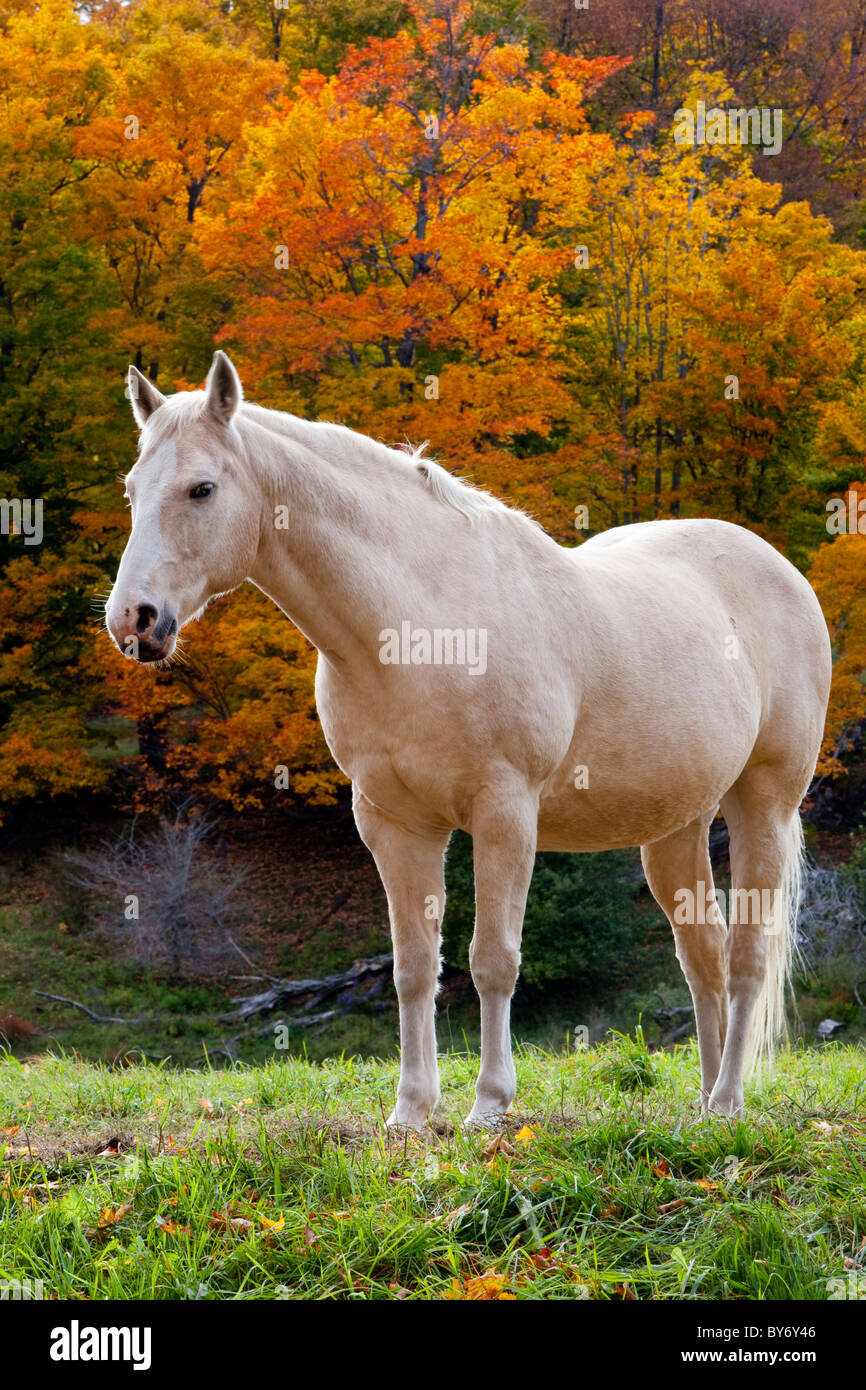 Cheval Blanc à l'automne près de Pomfret Vermont USA Banque D'Images