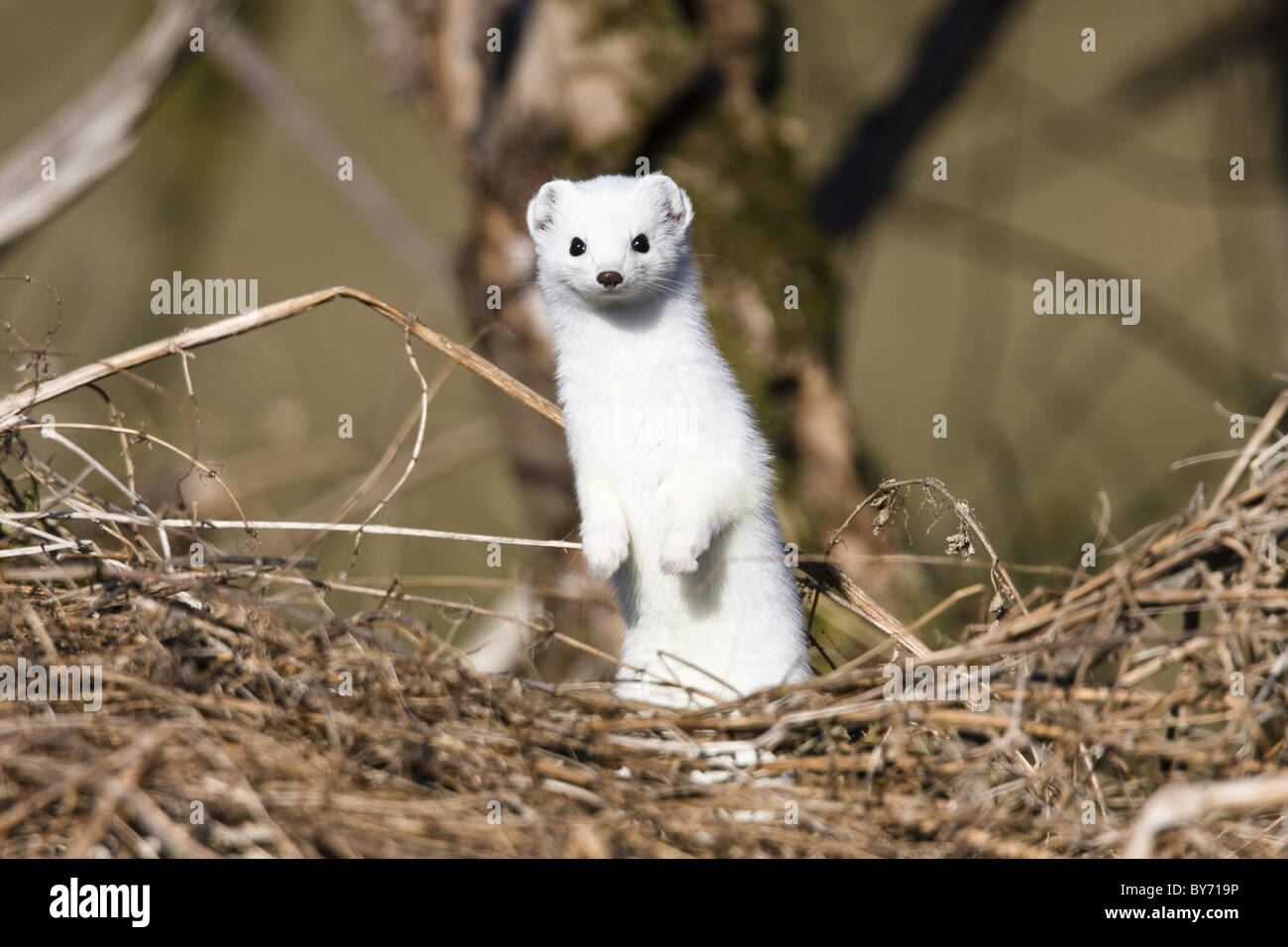 Hermine avec un manteau d'hiver blanc debout, Mustela erminea, Allemagne Banque D'Images Hermine avec un manteau d'hiver blanc debout, Mustela erminea, Allemagne Banque D'Images