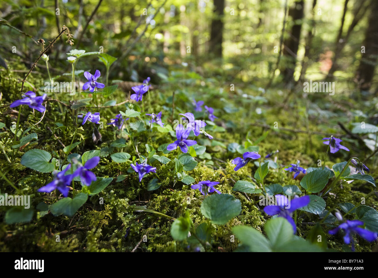 Violette dans une forêt de feuillus, Bavière, Allemagne Banque D'Images Violette dans une forêt de feuillus, Bavière, Allemagne Banque D'Images