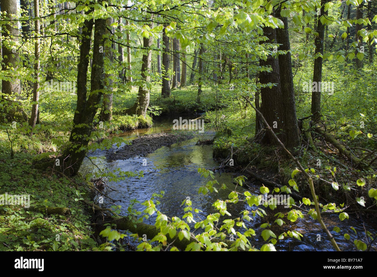 Forest Stream qui coule à travers une forêt de hêtres, Bavière, Allemagne Banque D'Images Forest Stream qui coule à travers une forêt de hêtres, Bavière, Allemagne Banque D'Images