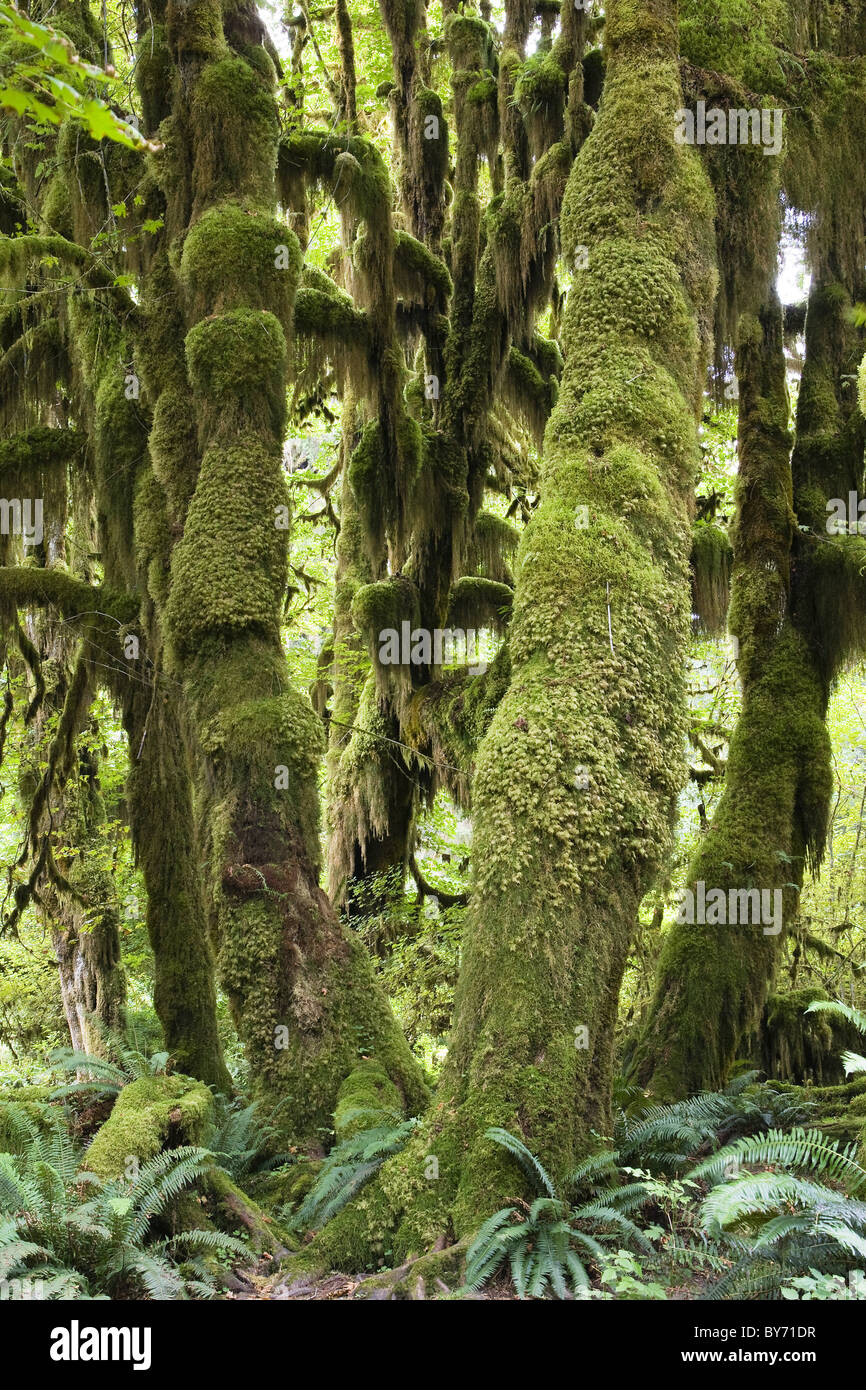 Forêt tropicale, forêt tropicale, le Parc National Olympique Hoh, Washington, USA Banque D'Images