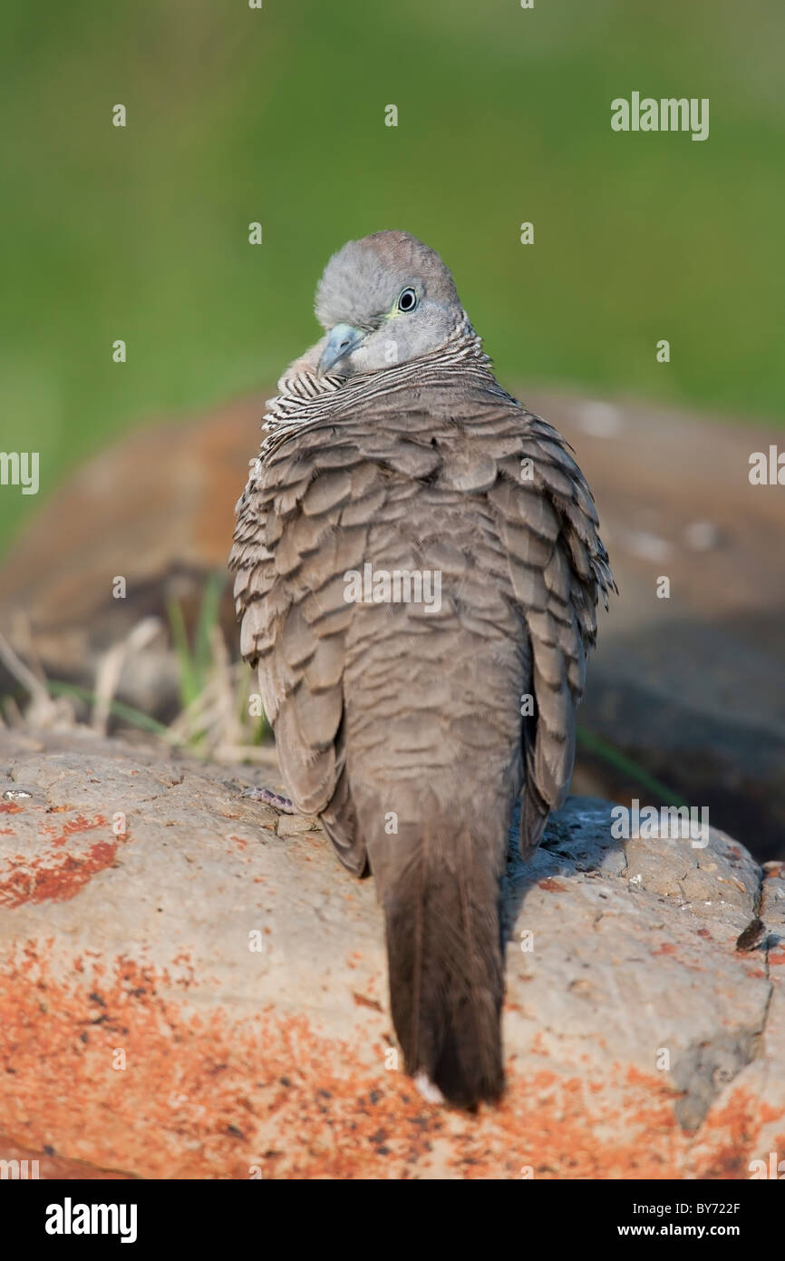 Zebra Dove (Geopelia striata), juvénile. Banque D'Images