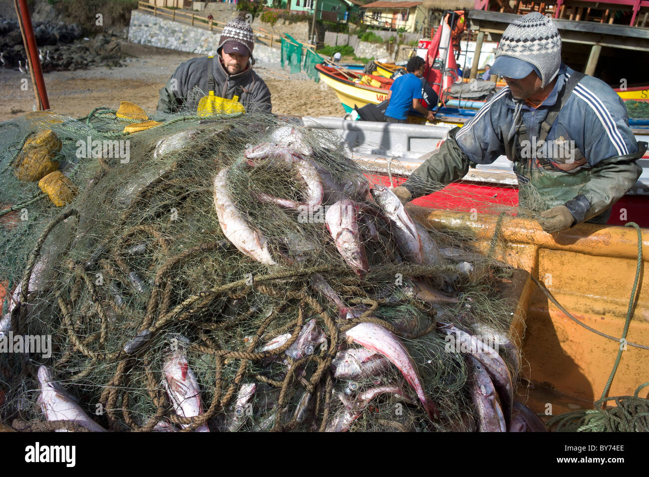 Les pêcheurs tirant des poissons fraîchement pêchés dans net, Quintay, Chili Banque D'Images