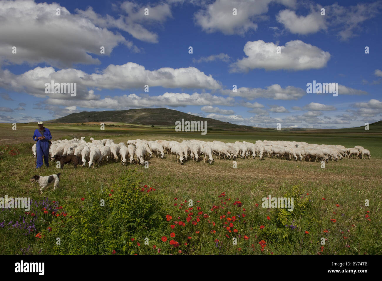 Berger avec troupeau de moutons près de Castrojeriz, Camino Frances, Chemin de Saint-Jacques de Compostelle, Chemin de Compostelle, les pèlerins, UNESCO World Banque D'Images