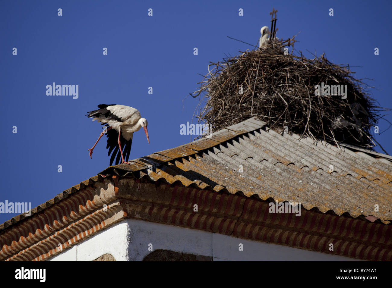 Des cigognes sur le haut d'un toit, Puente de Orbigo, près de l'Hospital de Orbigo, près d'Astorga, Camino Frances, Chemin de Saint-Jacques de Compostelle, Camino d Banque D'Images