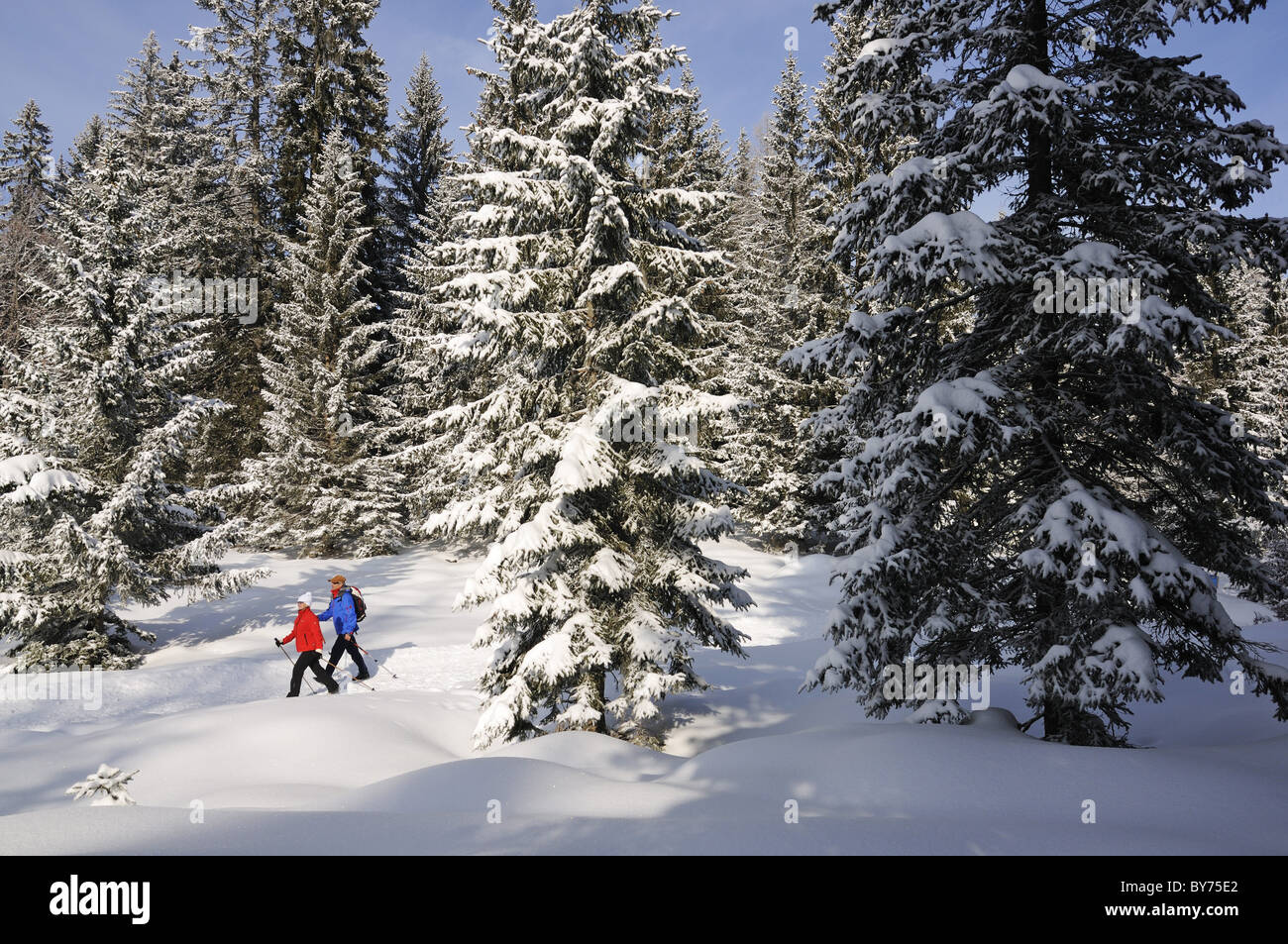 Les gens de la randonnée sur sentier de randonnée d''hiver dans paysage de neige, Hemmersuppenalm, Reit im Winkl, Chiemgau, Bavaria, Germany, Europe Banque D'Images
