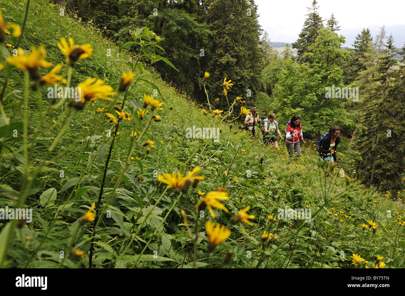 Les femmes de la randonnée dans un paysage idyllique, Reit im Winkl, Chiemgau, Bavaria, Germany, Europe Banque D'Images
