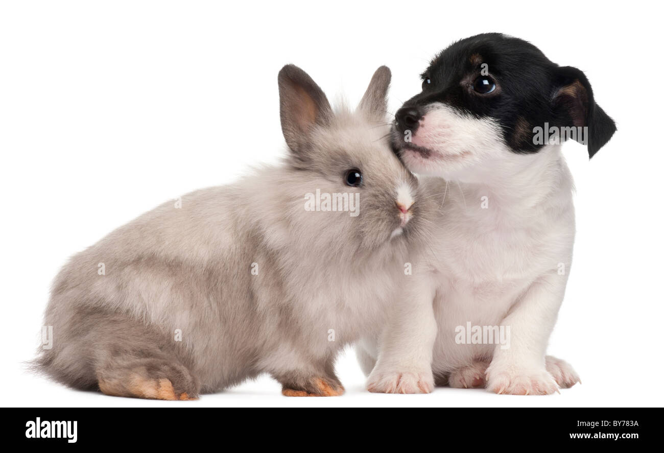 Jack Russell Terrier puppy, 2 mois, et d'un lapin, in front of white background Banque D'Images