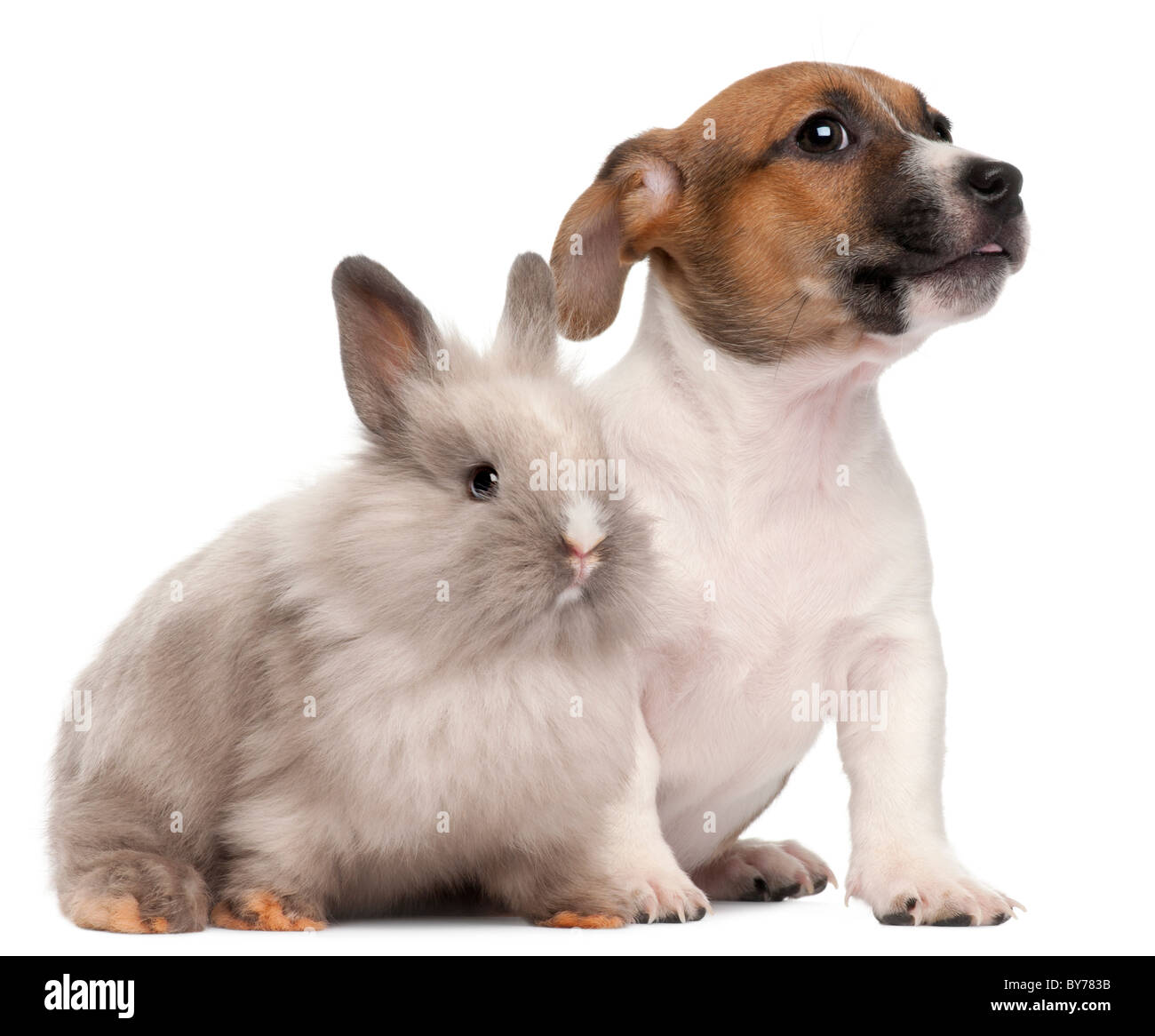 Jack Russell Terrier puppy, 2 mois, et d'un lapin, in front of white background Banque D'Images