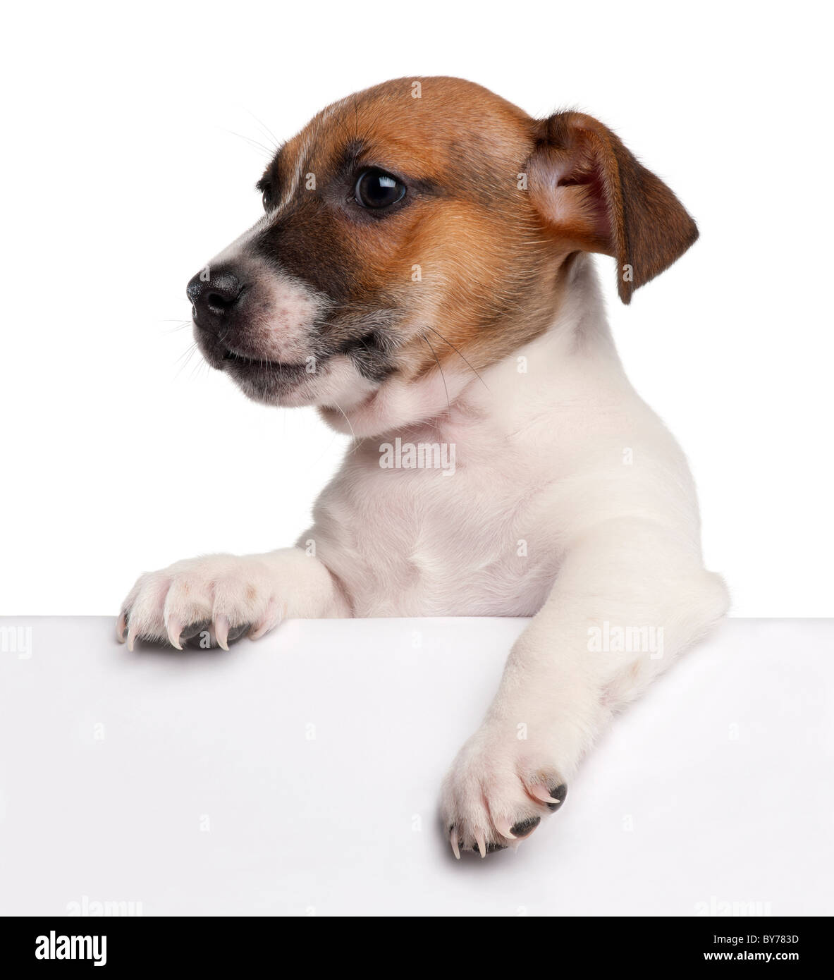 Jack Russell Terrier puppy, 2 mois, sortir d'un fort in front of white background Banque D'Images
