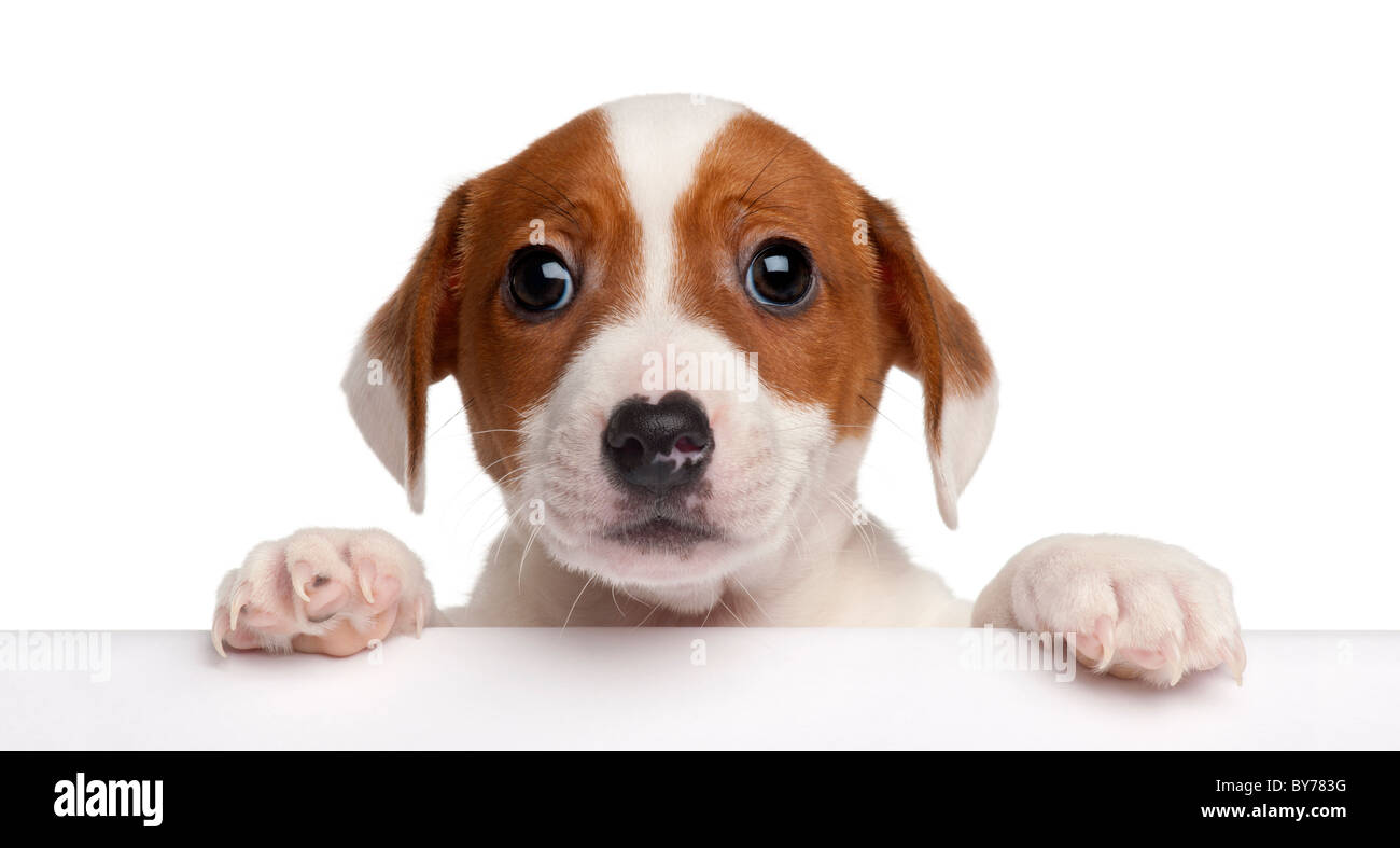 Jack Russell Terrier puppy, 2 mois, sortir d'un fort in front of white background Banque D'Images