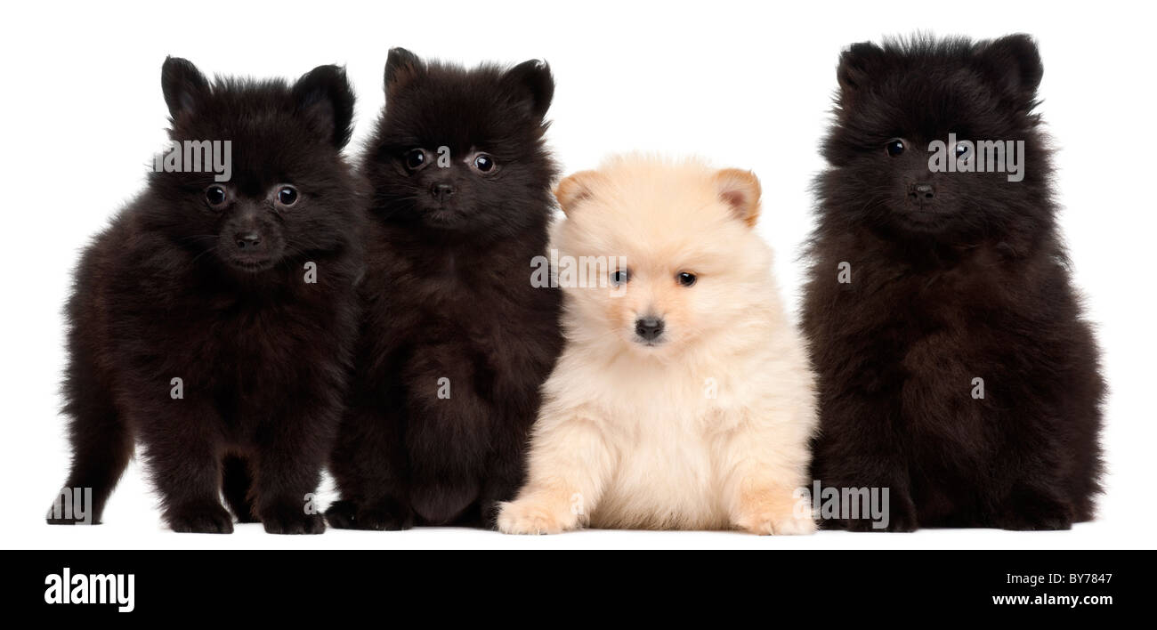 Quatre Chiots spitz, 2 mois, in front of white background Banque D'Images