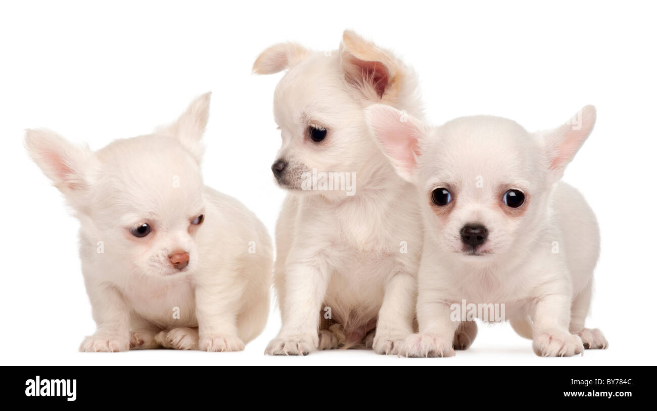 Trois chiots Chihuahua, 2 mois, in front of white background Banque D'Images