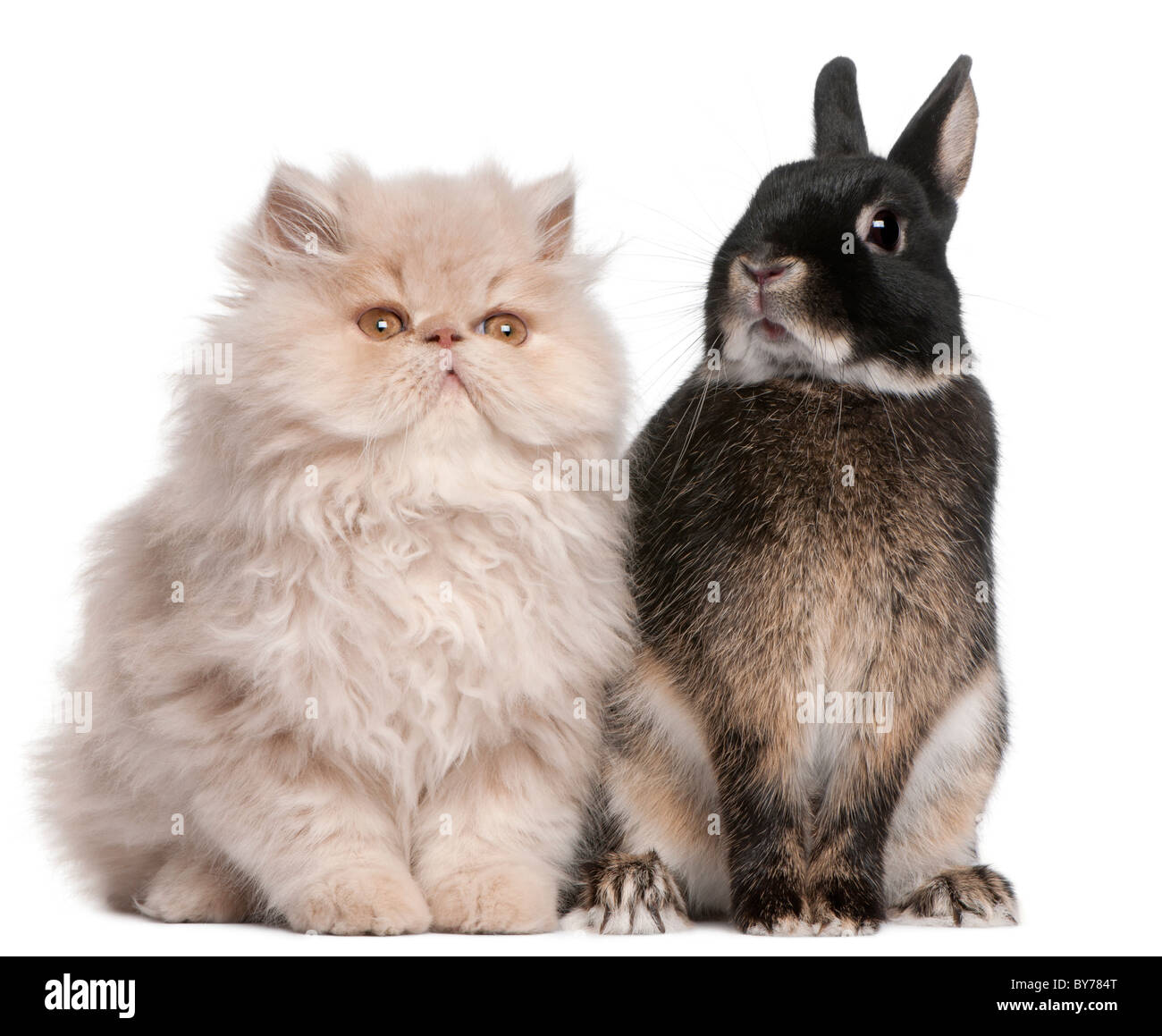 Jeune chat persan et rabbit sitting in front of white background Banque D'Images
