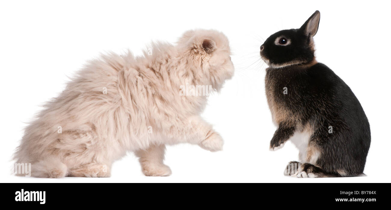 Jeune chat persan et lapin jouer in front of white background Banque D'Images