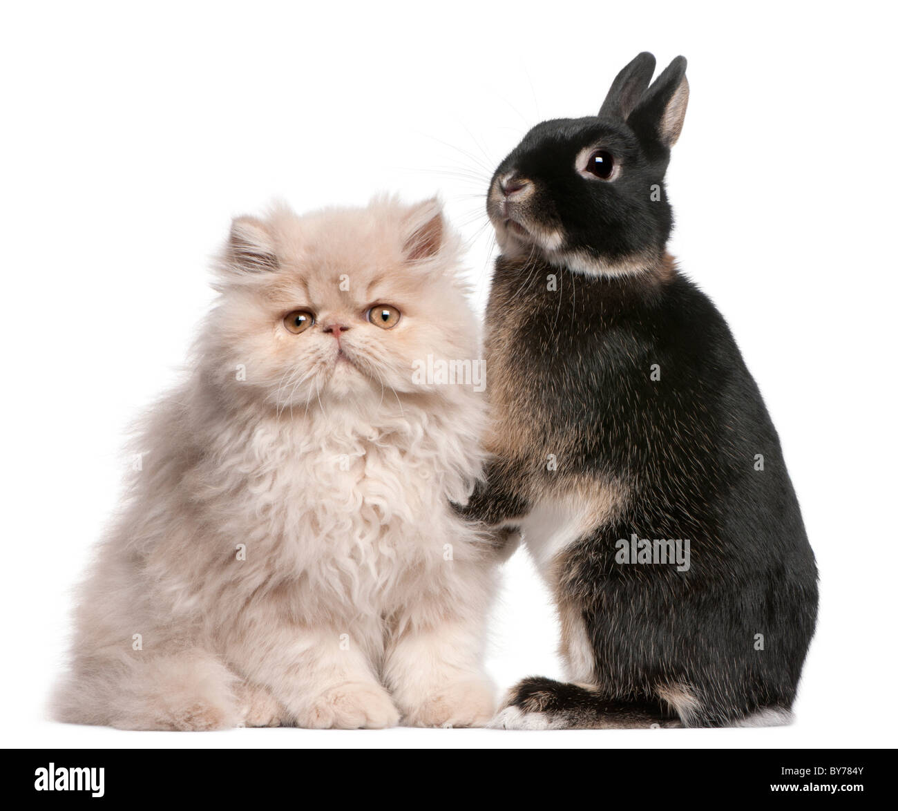 Jeune chat persan et rabbit in front of white background Banque D'Images