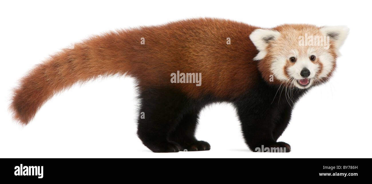 , Ailurus fulgens, 7 mois, in front of white background Banque D'Images