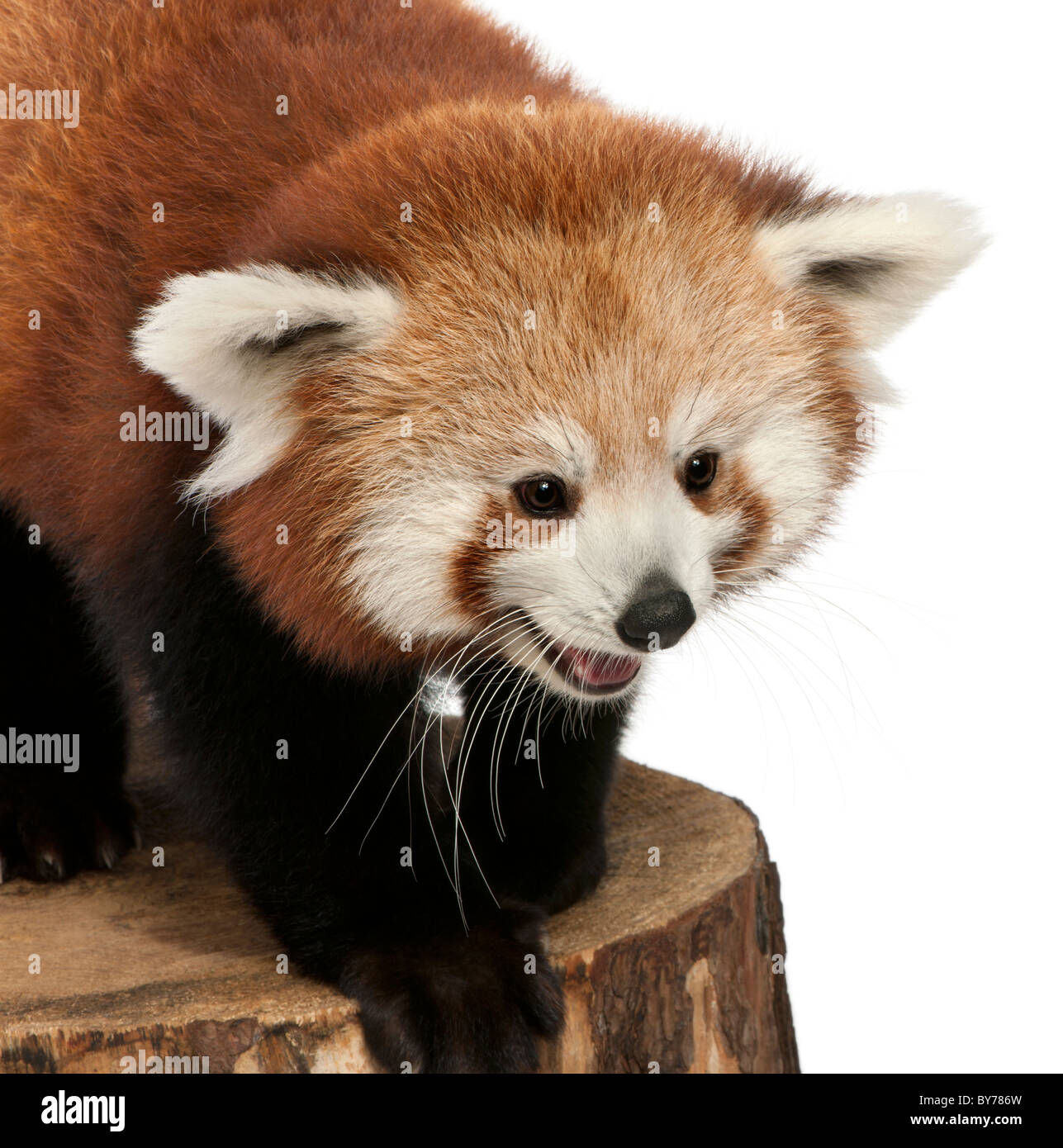 , Ailurus fulgens, 7 mois, on tree trunk in front of white background Banque D'Images