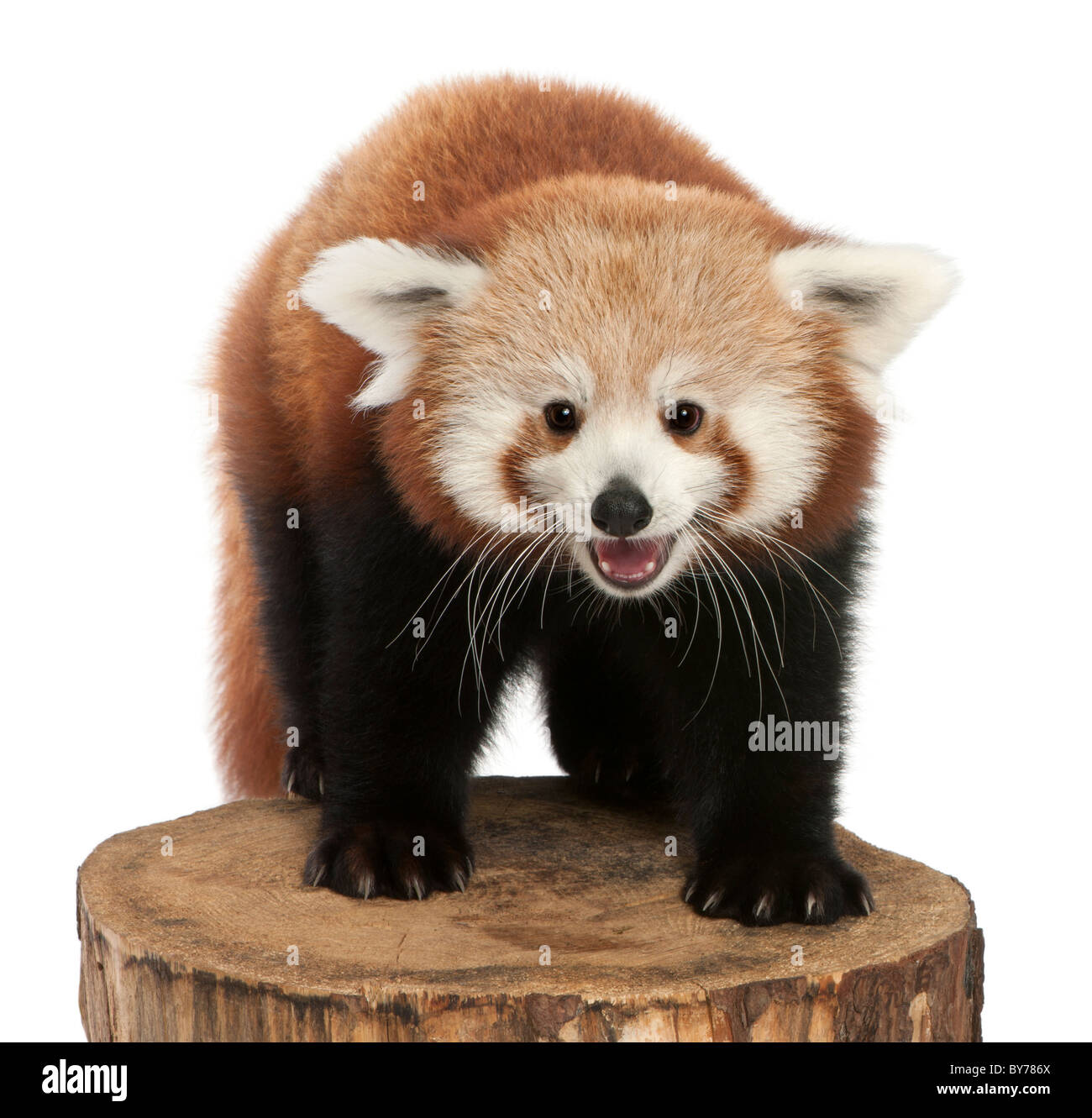 , Ailurus fulgens, 7 mois, on tree trunk in front of white background Banque D'Images