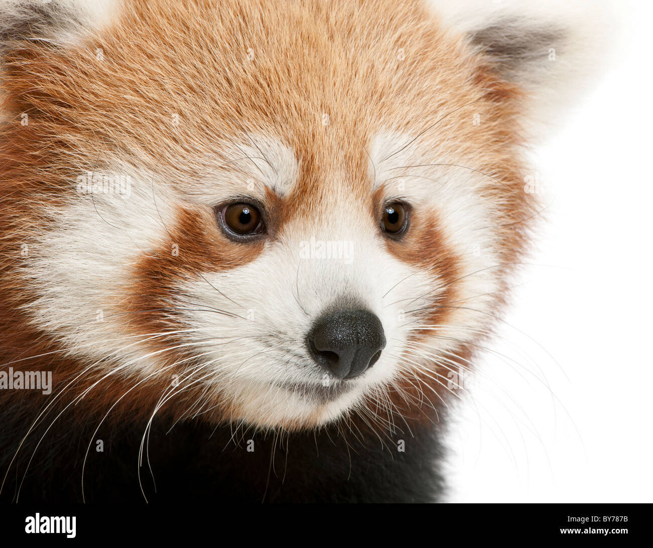 Close-up, Ailurus fulgens, 7 mois, in front of white background Banque D'Images