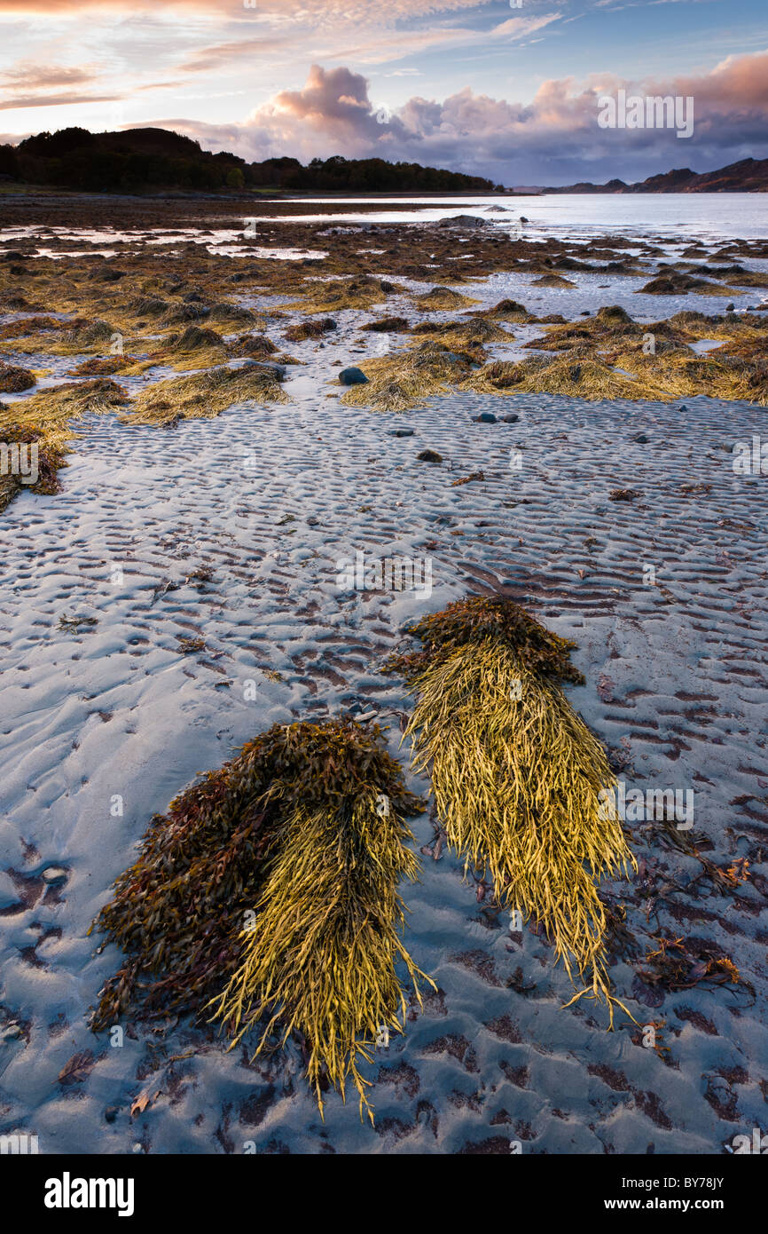 Marée basse à Loch Ailort au crépuscule révélant les algues Banque D'Images