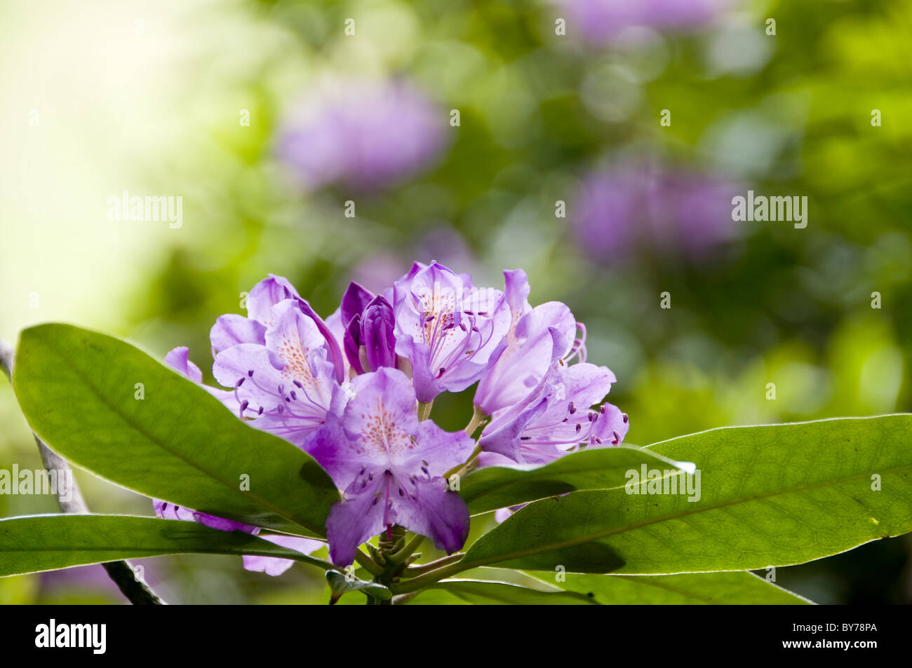 Rhododendron capturée à partir d'un angle faible montrant des fleurs et feuillage. Banque D'Images