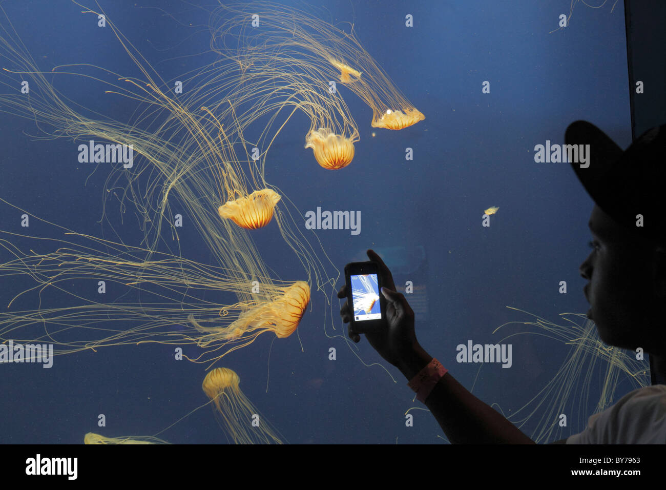 Atlanta Georgia,Pemberton place,Georgia Aquarium,habitat,vie marine,exposition tropicale plongeur,méduses,tentacules,Black man men male,prise de photo,GA1010 Banque D'Images