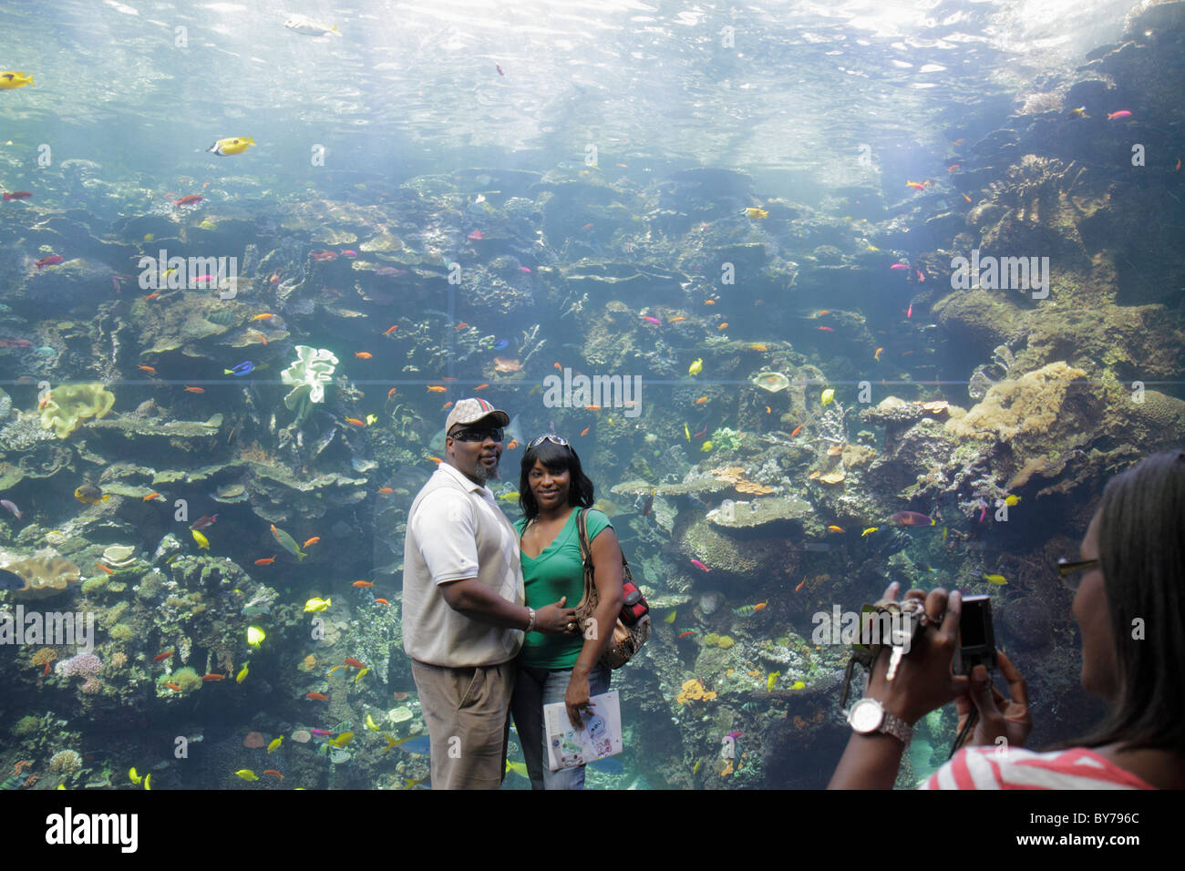 Atlanta Georgia,Pemberton place,Georgia Aquarium,habitat,vie marine,poisson,récif,exposition tropicale plongeur,Black Blacks Africains ethniques Banque D'Images