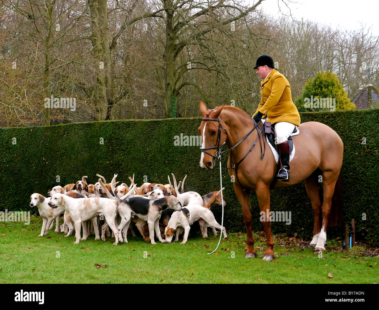 Dans Houndsman manteau jaune avec pack de foxhounds à Chenies Manor Hunt, España Banque D'Images