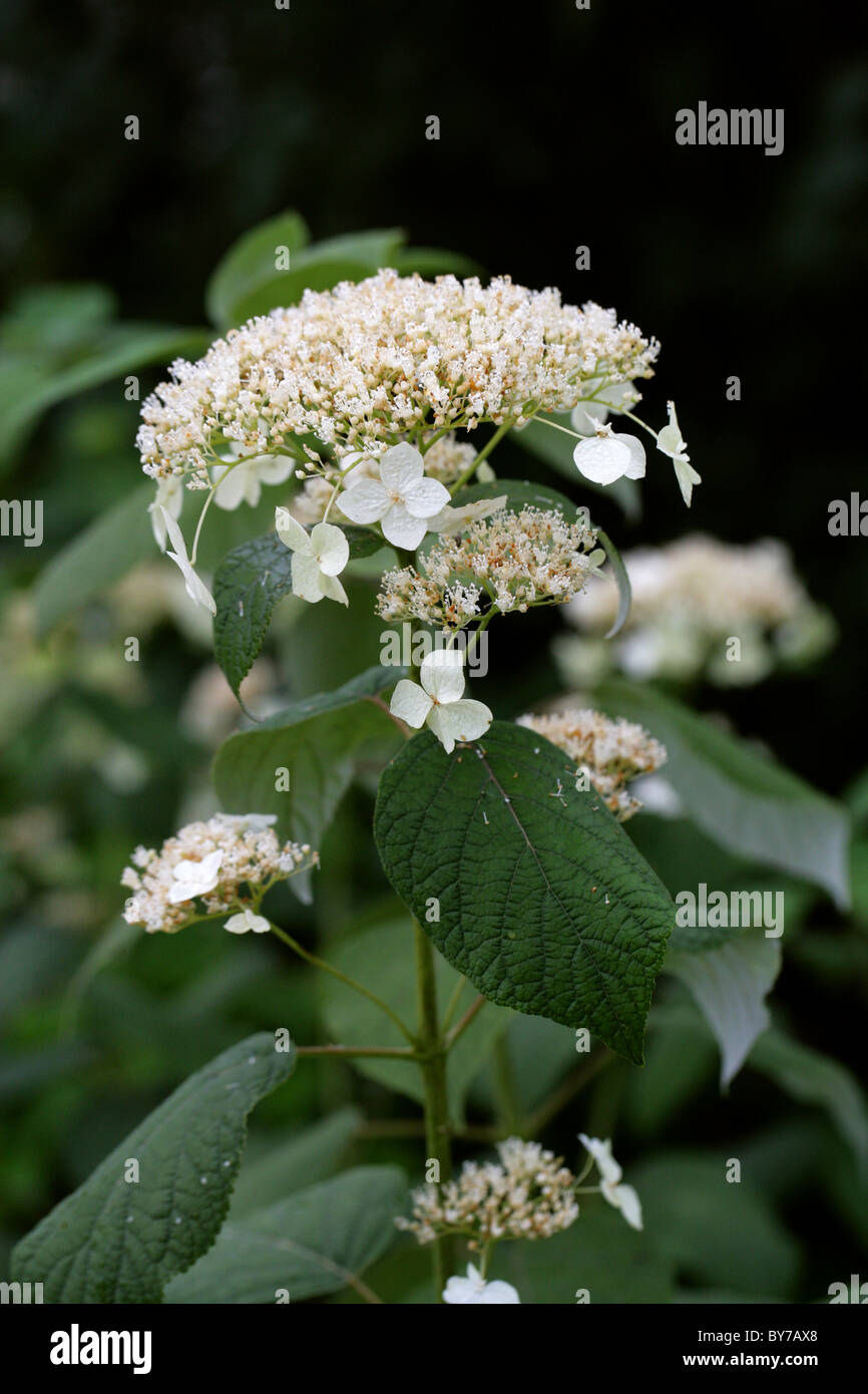 Silverleaf ou qu'il neige, l'Hydrangea Hydrangea Hydrangea arborescens radiata (anciennement subsp. radiata), Hydrangeaceae. L'Amérique du Nord. Banque D'Images
