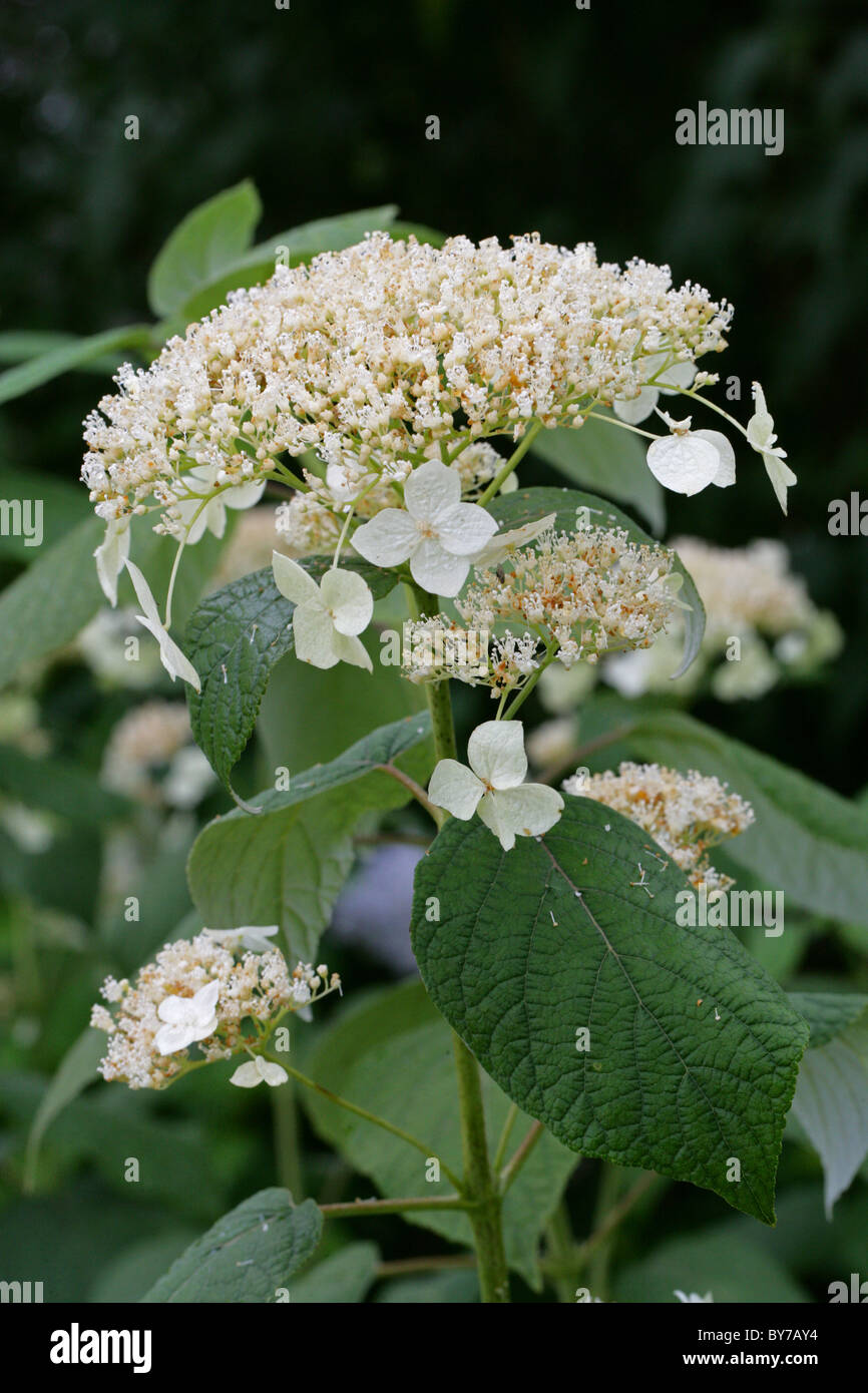 Silverleaf ou qu'il neige, l'Hydrangea Hydrangea Hydrangea arborescens radiata (anciennement subsp. radiata), Hydrangeaceae. L'Amérique du Nord. Banque D'Images