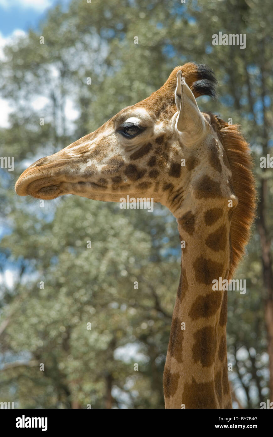 Profil d'une tête de girafe avec des arbres derrière Banque D'Images