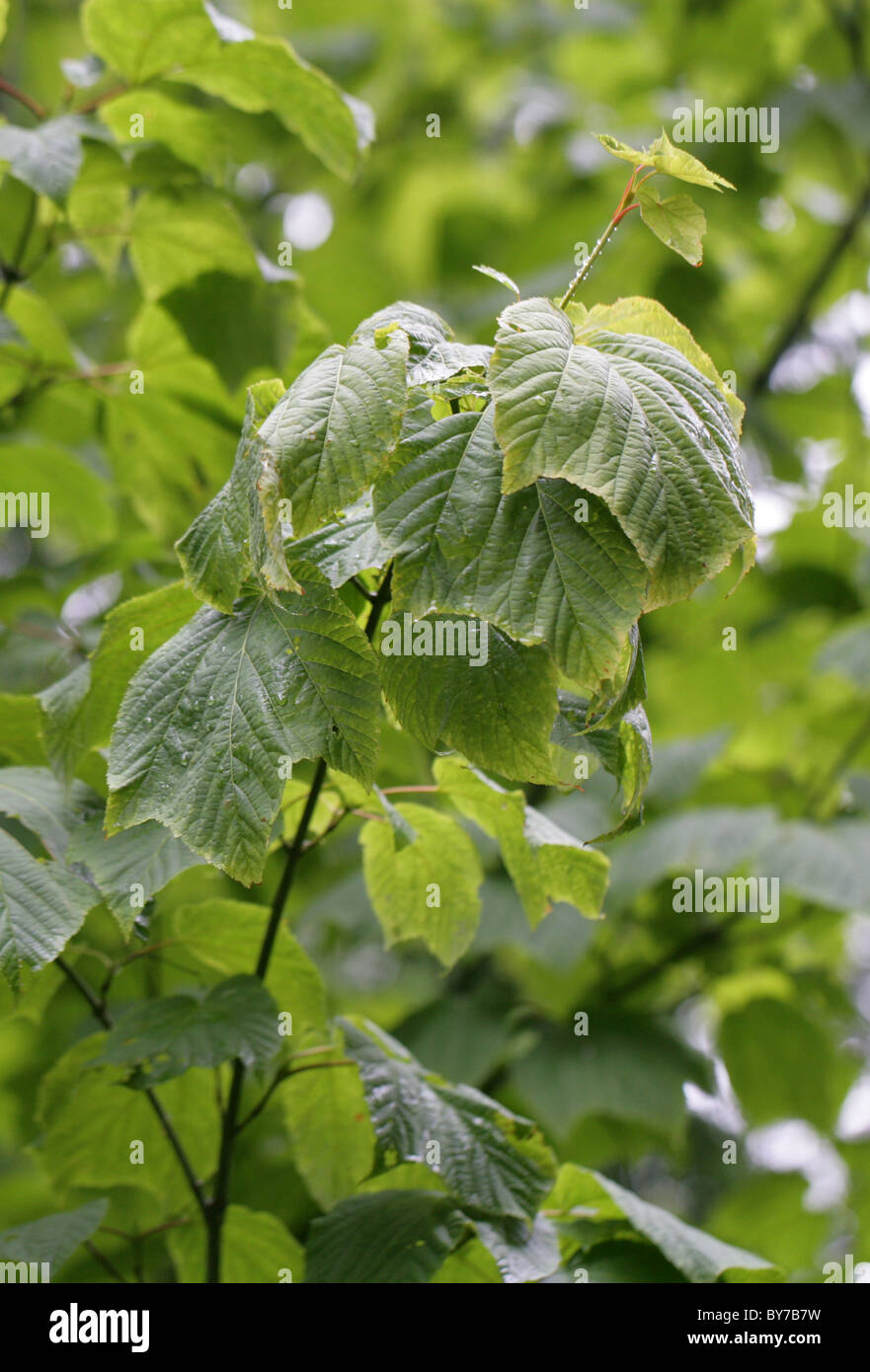 L'érable de Pennsylvanie, l'arbre, l'orignal Moosewood Maple, Acer pensylvanicum, Aceraceae. L'Est de l'Amérique du Nord. Banque D'Images
